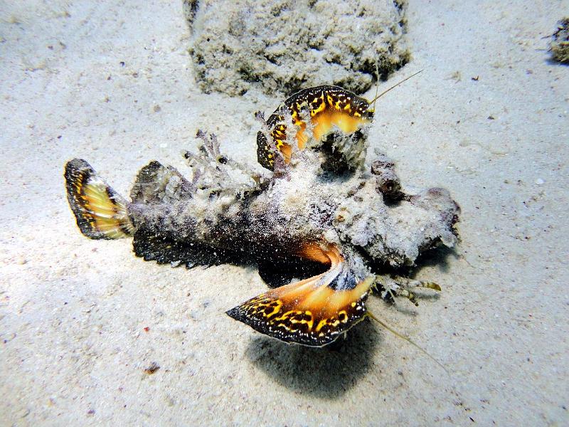 DSC05405b_Rascasse marcheuse - Inimicus filamentosus.jpg